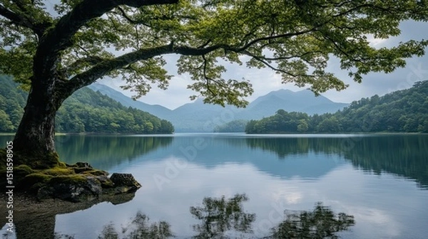 Obraz A scenic view of a lake surrounded by mountains and lush greenery with a large tree in foreground