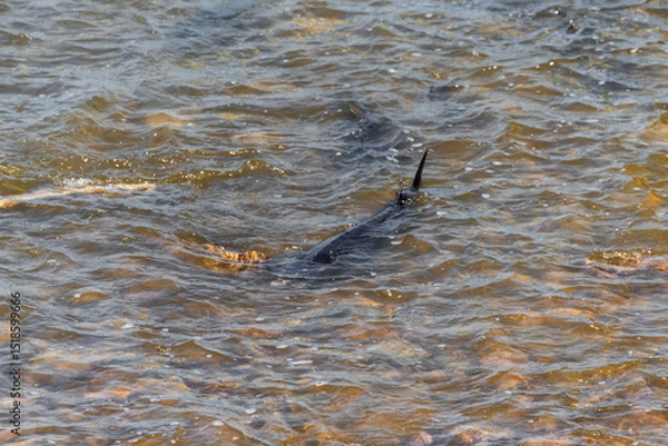 Fototapeta Lake Sturgeon Spawning At The Fox River Dam And Rapids At De Pere, Wisconsin, In Spring
