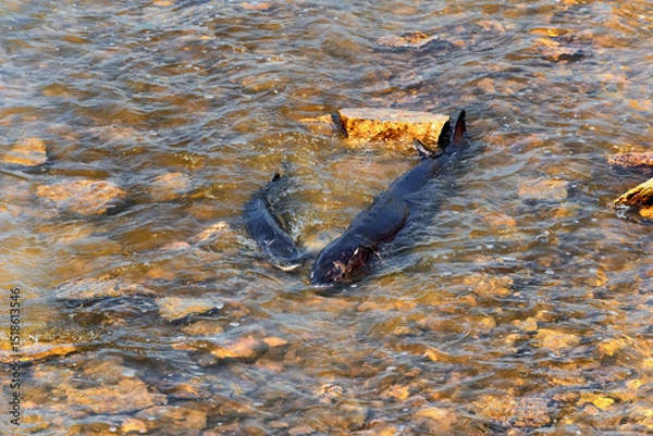 Fototapeta Lake Sturgeon Spawning At The Fox River Dam And Rapids At De Pere, Wisconsin, In Spring