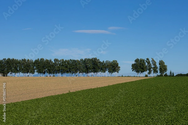Fototapeta Summer field with rows of birch trees