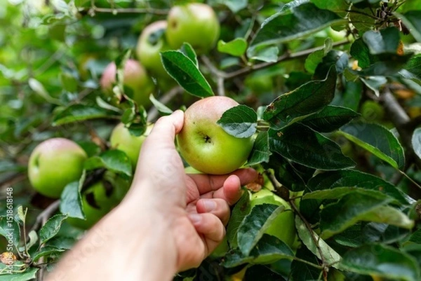 Obraz Hand reaching for ripe green apple among branches in sunny orchard during harvest season