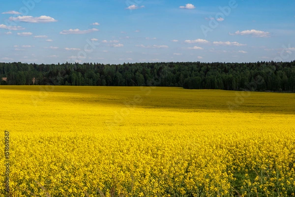 Fototapeta Picturesque yellow rapeseed field stretching into the distance to the forest