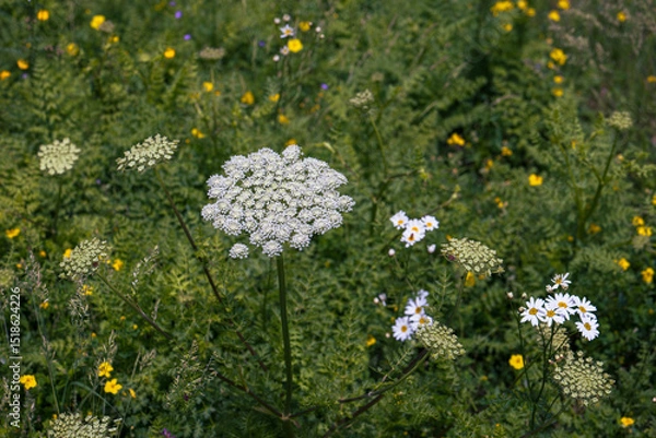 Fototapeta Natural meadow. Close up of a blooming yarrow (Achillea millefolium) view from above