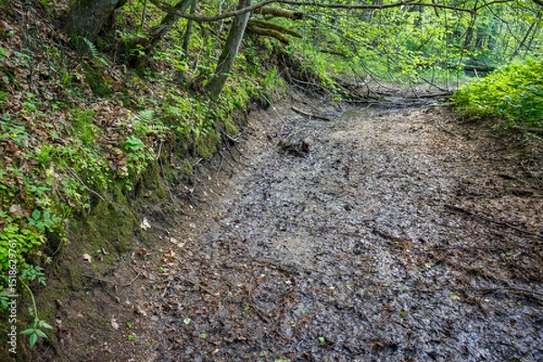 Fototapeta A dried-up stream in the forest in the hot summer