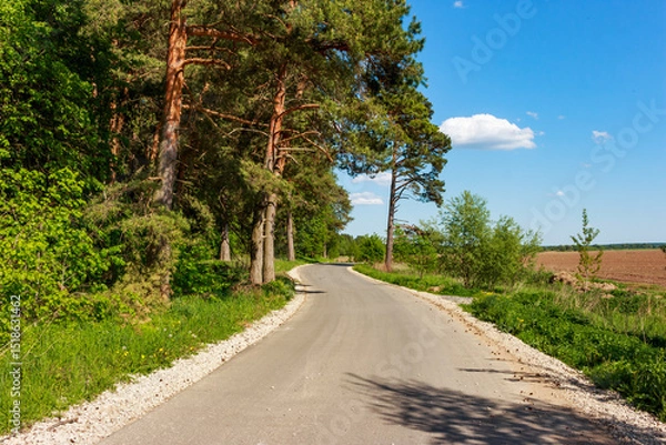 Fototapeta Picturesque country road running between fields and pine forest