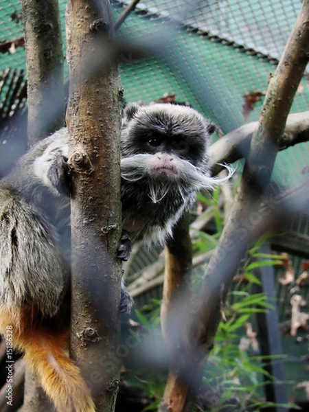 Obraz Emperor Tamarin monkey looking from a cage