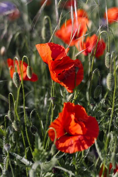 Fototapeta Red poppy flowers blooming among green stems and seed pods in wild grass field. Vertical macro floral photography. Spring botany and wildflower concept. Design for poster, banner, postcard, wallpaper.