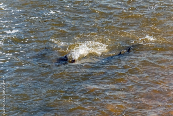 Fototapeta Lake Sturgeon Spawning At The Fox River Dam And Rapids At De Pere, Wisconsin, In Spring
