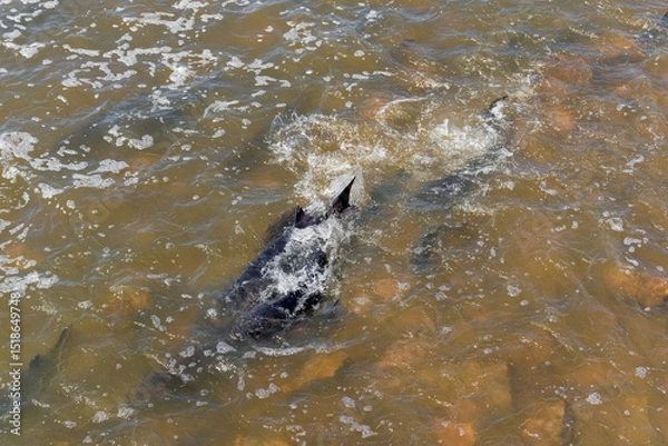 Fototapeta Lake Sturgeon Spawning At The Fox River Dam And Rapids At De Pere, Wisconsin, In Spring