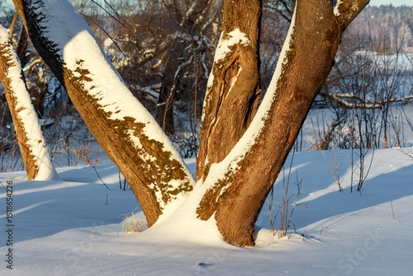 Fototapeta Fragment of a winter landscape with trees covered with snow