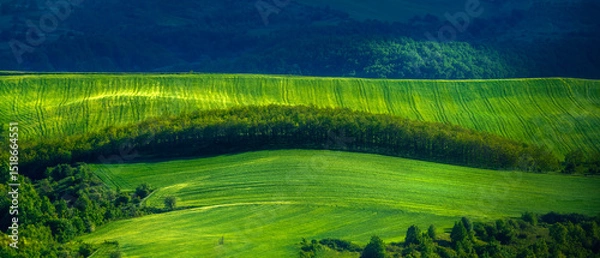 Fototapeta green field in Sping