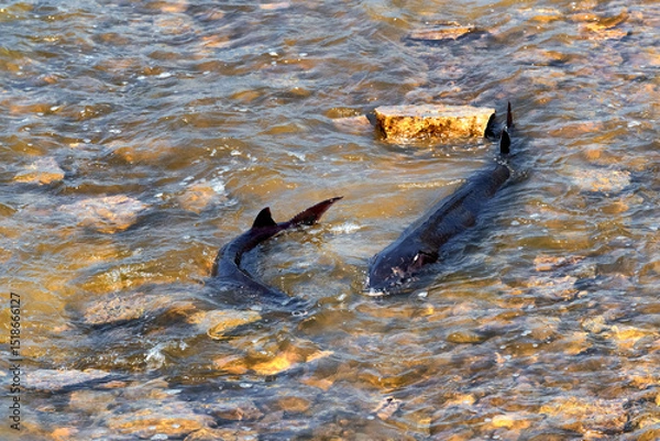 Fototapeta Lake Sturgeon Spawning At The Fox River Dam And Rapids At De Pere, Wisconsin, In Spring