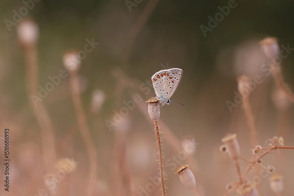 Obraz una farfalla licenide al tramonto