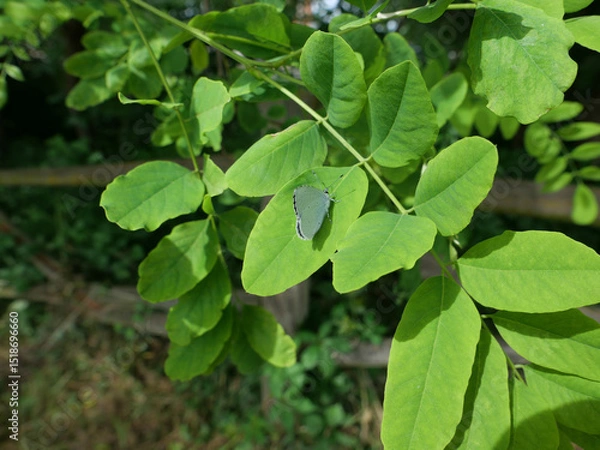 Obraz summer azure butterfly on acacia tree
