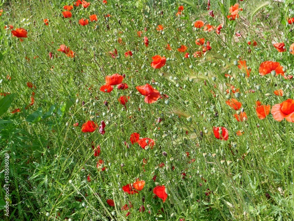Obraz field of red poppies background