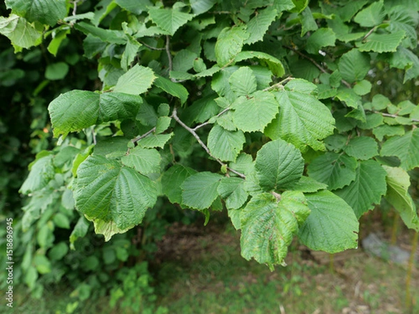 Obraz hazel tree leaves