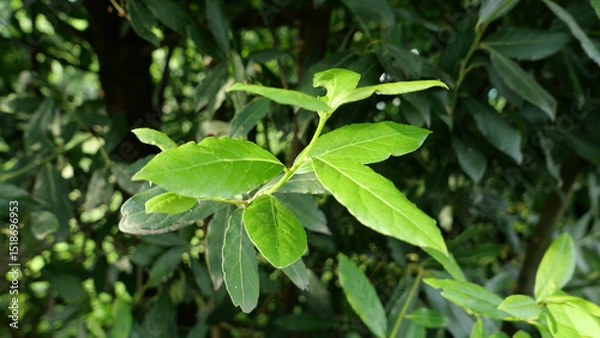 Obraz laurel bay tree leaves
