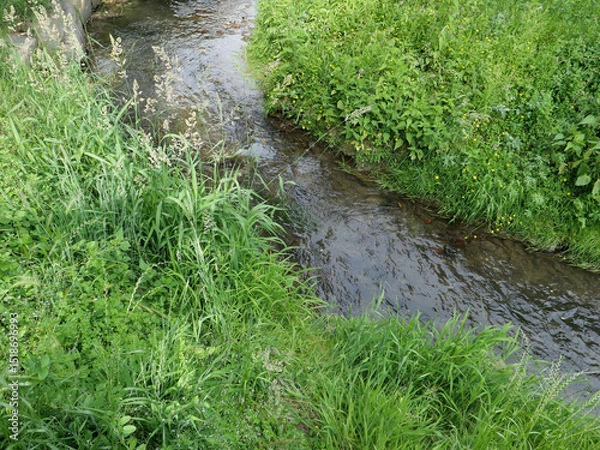 Obraz creek rivulet in wilderness background