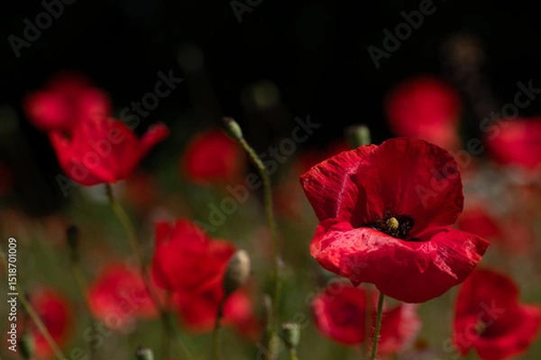 Fototapeta A field with blooming red poppies. The red flowers glow against a dark background in nature