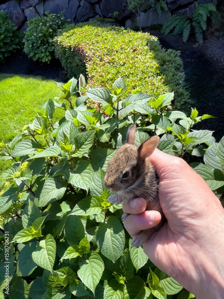 Fototapeta Recently born baby rabbit, gently held in hand, was recused from prowling cat and released back to a safe place