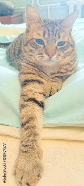 Obraz Gray tabby cat lying on the bed