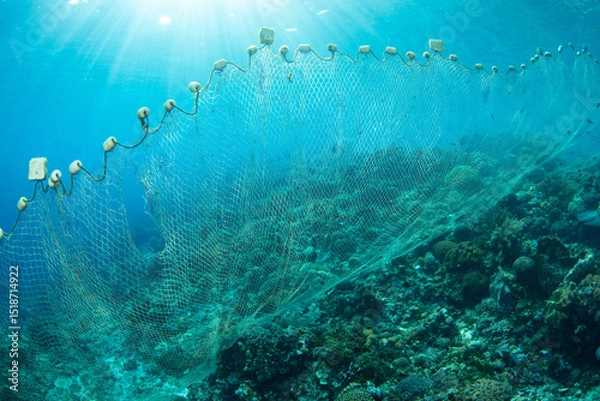 Obraz A long fishing net is draped over a coral reef in the Pantar Strait, near the island of Alor, Indonesia. Fishing has reduced the fish populations in many areas of the Coral Triangle.