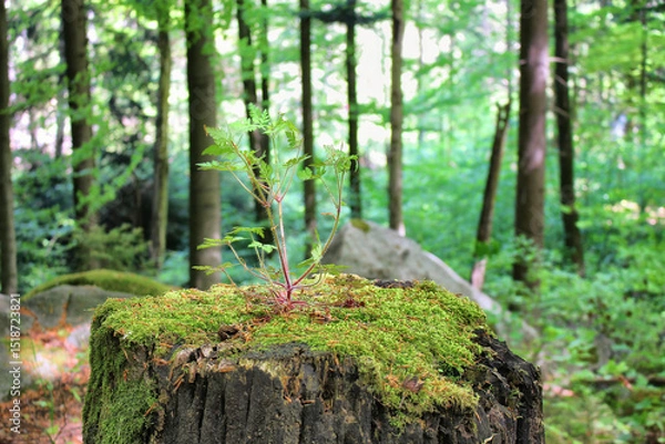 Obraz Lebens-Mittelpunkt