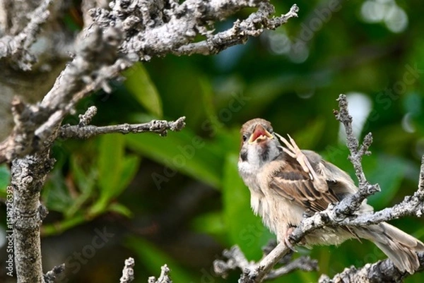 Obraz  スズメさん