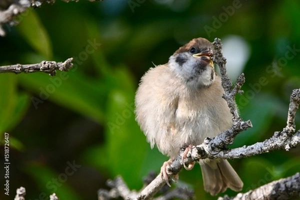 Obraz  スズメさん