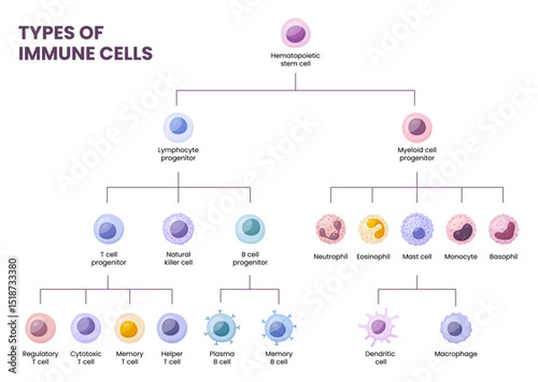 Fototapeta Vector types of blood cells. Erythrocytes, eosinophil, neutrophil, plateletes, leukocytes, lymphocytes, monocytes, basophil etc. Educational chart
