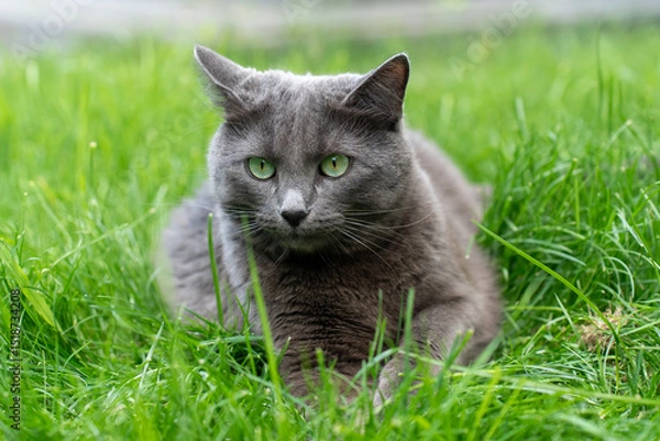 Obraz Beautiful gray cat with green eyes lying in lush green grass on a sunny day. Concept of pet care, feline relaxation, and natural outdoor environment.