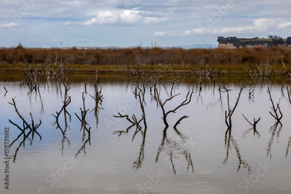Fototapeta Still water reflects the skeletal forms of dead trees in a wetland area, highlighting the natural environment and its quiet beauty.  Okura, Auckland, New Zealand
