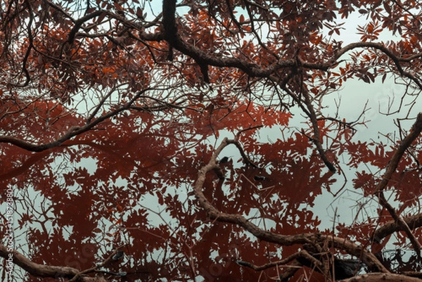 Fototapeta Moody reflection of pohutukawa tree branches and reddish leaves in dark, still water, capturing the abstract beauty of nature.  Okura, Auckland, New Zealand