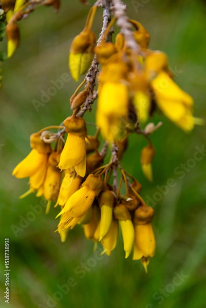 Obraz Close-up of vibrant yellow Kowhai flowers blooming on a branch, showcasing the beauty of native flora in springtime.  Okura, Auckland, New Zealand