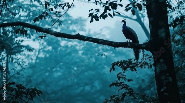 Obraz Misty forest scene, peacock perched on branch