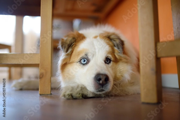 Fototapeta Large fluffy mixed breed dog lies under table in a bright modern kitchen and waiting for feeding