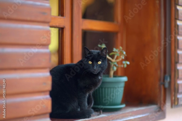 Obraz Large wild black cat sitting on the street of the Old Bar Town in Montenegro.
