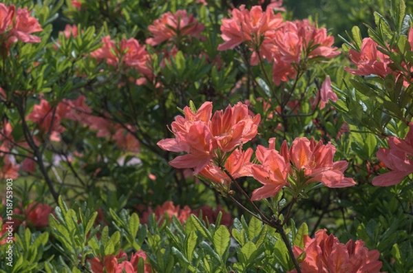 Fototapeta Salmon color Japanese azalea in bloom