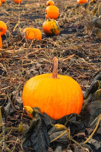 Obraz Pumpkin patch field. Halloween pumpkins closeup on a farm. Organic vegetable farming in Autumn during Thanksgiving time. Harvest season