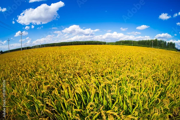 Obraz The rice fields are under the blue sky and white clouds