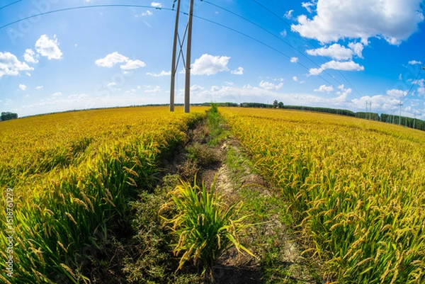 Obraz The rice fields are under the blue sky and white clouds