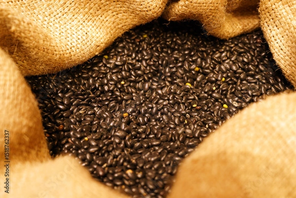 Obraz Close-up of black bean
