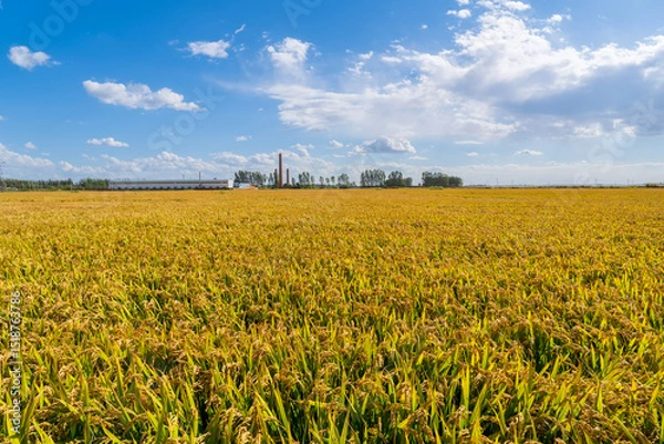 Obraz The rice fields are under the blue sky and white clouds