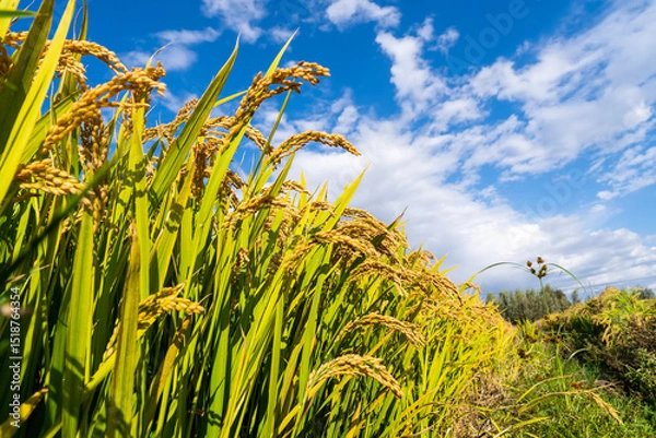 Obraz The rice fields are under the blue sky and white clouds