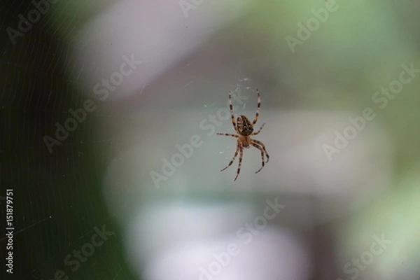 Obraz Painted Spider