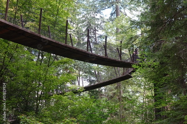 Obraz Elevated Forest Path