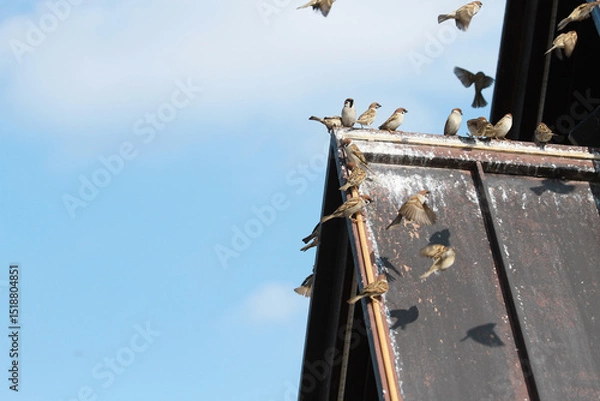 Fototapeta sparrows on a roof