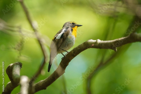 Fototapeta 北海道の野鳥