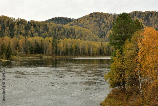 Obraz Yellowed birches on the high bank of a wide, turbulent river flowing surrounded by a mountain range on a cloudy autumn day.
