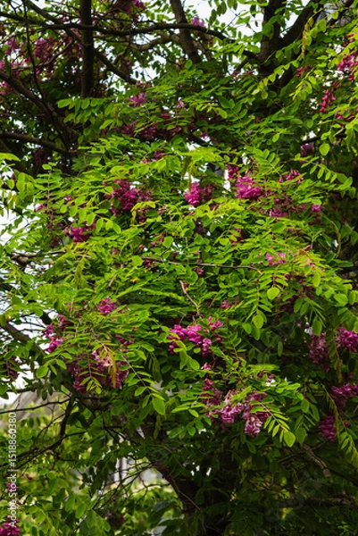 Fototapeta bristly locust, rose-acacia, or moss locust (Robinia hispida)